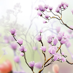 Kategorie Bild Blumen und Florales