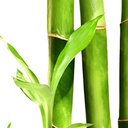 Bambus, SPA & Tropfen