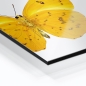 Preview: Küchenrückwand Aluverbund Schmetterling gelb Bild 2