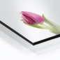 Mobile Preview: Küchenrückwand Aluverbund Tulpen pink Bild 2