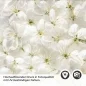 Preview: Küchenrückwand Folie weiße Kirschblüten Detailbild 2