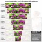 Preview: Küchenrückwand Folie Steine Orchideen Bambus & Kerzen Höhe 80cm