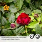 Preview: Küchenrückwand Folie Blumengirlande Detailbild 2