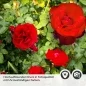 Preview: Küchenrückwand Folie rote Rosen Detailbild 2