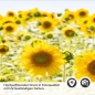 Preview: Küchenrückwand Folie blühendes Sonnenblumenfeld Detailbild 2