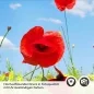 Preview: Küchenrückwand Folie Mohnblumen Feld Detailbild 2