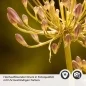 Preview: Küchenrückwand Folie Pflanze Detailbild 2