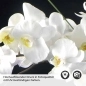 Preview: Küchenrückwand Folie weiße Orchideen - Eleganz auf dunklem Hintergrund Detailbild 2