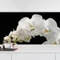 Preview: Küchenrückwand Folie weiße Orchideen - Modernes Design mit edlen Akzenten Hauptbild