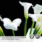 Preview: Küchenrückwand Folie weiße Calla-Lilien Detailbild 2
