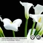 Preview: Küchenrückwand Folie weiße Calla-Lilien Detailbild 2