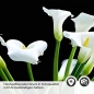 Preview: Küchenrückwand Folie elegante Calla-Blüten Detailbild 2