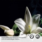Preview: Küchenrückwand Folie asiatische Harmonie - Zen-Motiv mit Lilien Detailbild 2
