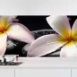 Preview: Küchenrückwand Folie Plumeria-Blüten Hauptbild