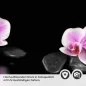 Preview: Küchenrückwand Folie Orchideenblüten in zartem Rosa-Violett Detailbild 2