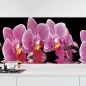 Preview: Küchenrückwand Folie Orchideen Pink - Pink auf Schwarz Hauptbild