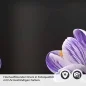 Preview: Küchenrückwand Folie Krokusblüten - edles Lila auf Schwarz Detailbild 2