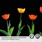 Preview: Küchenrückwand Folie rote Tulpen Detailbild 2