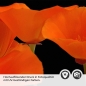 Preview: Küchenrückwand Folie orange Mohnblumen Detailbild 2