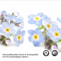 Preview: Küchenrückwand Folie Vergissmeinnicht – Zeitlose Eleganz in Blau Detailbild 2