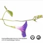 Preview: Küchenrückwand Folie Rankenblüten - Natürliche Schönheit für Ihre Wand Detailbild 2