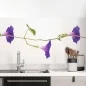 Preview: Küchenrückwand Folie Rankenblüten - Natürliche Schönheit für Ihre Wand Hauptbild