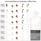 Preview: Küchenrückwand Folie rosa Tulpen - Frühlingshafte Leichtigkeit Höhe 51cm