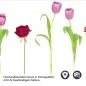 Preview: Küchenrückwand Folie bunter Blumenmix Detailbild 2