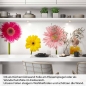 Preview: Küchenrückwand Folie Blumentraum - Fröhliche Gerbera für Ihre Küche Artikelbild 1
