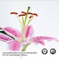 Preview: Küchenrückwand Folie rosa Lilie Detailbild 2