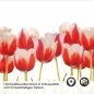 Preview: Küchenrückwand Folie Tulpenmotiv Detailbild 2