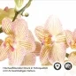 Preview: Küchenrückwand Folie Orchideenblüten Detailbild 2