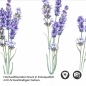 Preview: Küchenrückwand Folie lila Lavendel Detailbild 2