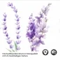 Preview: Küchenrückwand Folie Aquarell Lavendel Detailbild 2