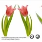 Preview: Küchenrückwand Folie Tulpenblüten Detailbild 2