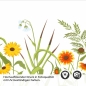 Preview: Küchenrückwand Folie Naturwiese - Zeitloses Design mit Gräsern und Blumen Detailbild 2
