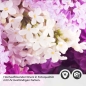 Preview: Küchenrückwand Folie Fliederblüten Detailbild 2