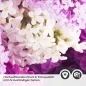 Preview: Küchenrückwand Folie Fliederblüten Detailbild 2