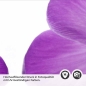 Preview: Küchenrückwand Folie violette Krokusse Detailbild 2