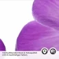 Preview: Küchenrückwand Folie violette Krokusse Detailbild 2