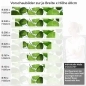 Preview: Küchenrückwand Folie Limone Variantenauswahl Vorschaubild Höhe 60cm