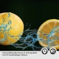 Preview: Küchenrückwand Folie Laranjas Detailbild 2
