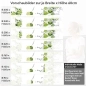 Preview: Küchenrückwand Folie spritzige Limetten Variantenauswahl Vorschaubild Höhe 60cm