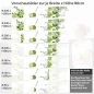 Preview: Küchenrückwand Folie spritzige Limetten Variantenauswahl Vorschaubild Höhe 80cm