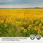 Preview: Küchenrückwand Folie Sonnenblumen Detailbild 2