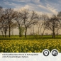 Preview: Küchenrückwand Folie Sonnenblumenallee Detailbild 2