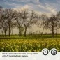 Preview: Küchenrückwand Folie Sonnenblumenallee Detailbild 2