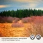 Preview: Küchenrückwand Folie Holzweg durch die Herbstlandschaft Detailbild 2