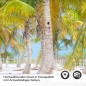 Preview: Küchenrückwand Folie Palmenhain Sandstrand Detailbild 2
