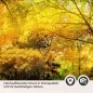 Preview: Küchenrückwand Folie Herbstwald - Farbenpracht für Ihre Küche Detailbild 2
